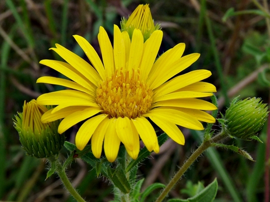 {Heterotheca camporum var. glandulissima}